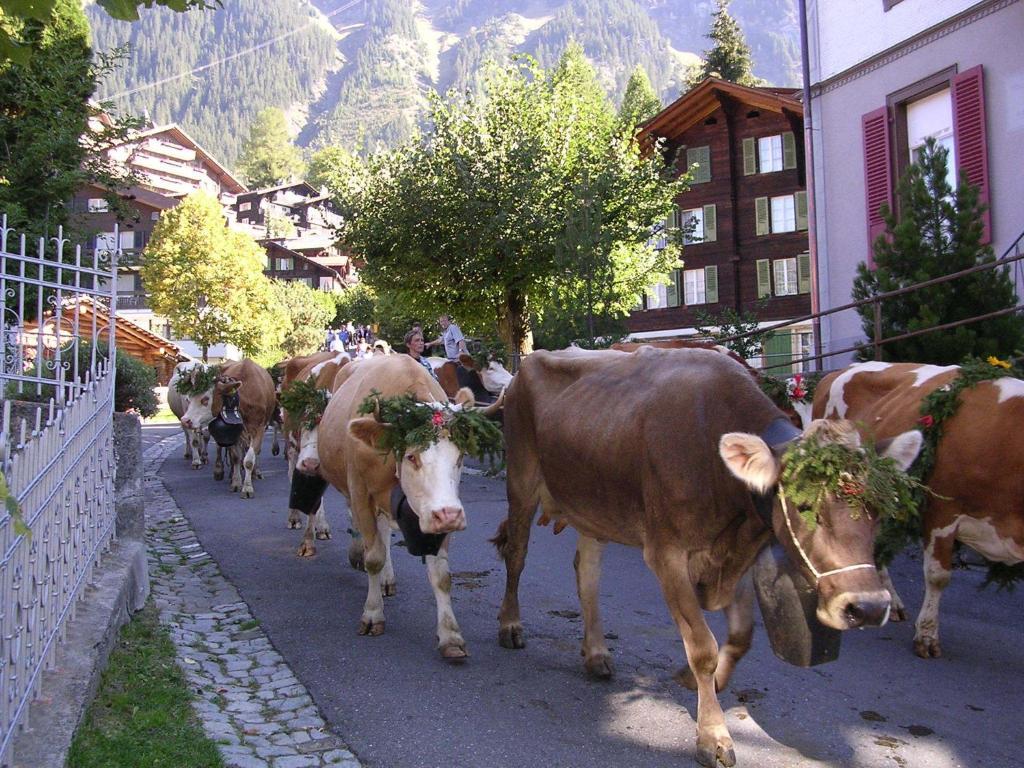 Chalet Acheregg Wengen Bagian luar foto